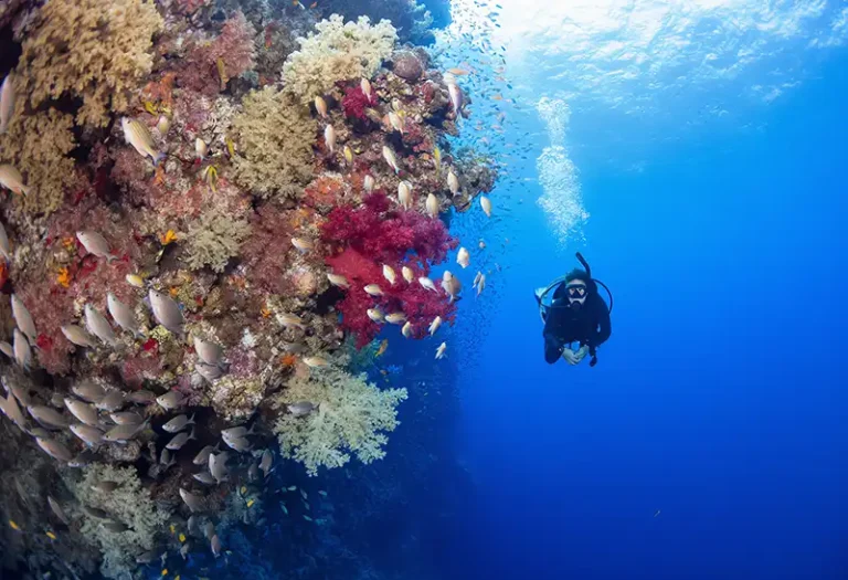Red Sea Governorate 4 Red Sea Governorateת Egypt