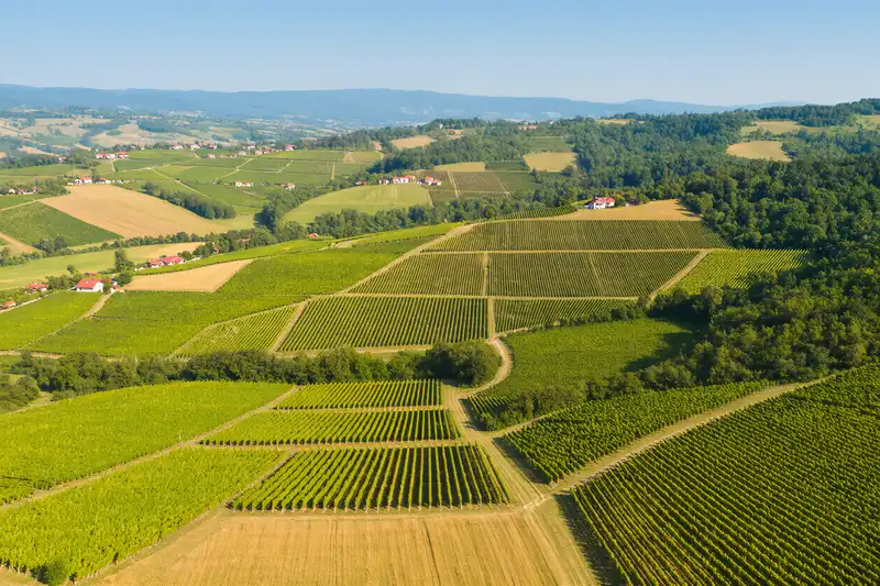 Vineyards landscape in Targovishte