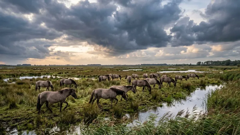 Safari via Bicycle in Oostvaardersplassen 6 Wild Konik horses grazing in open grasslands of Oostvaardersplassen reserve.