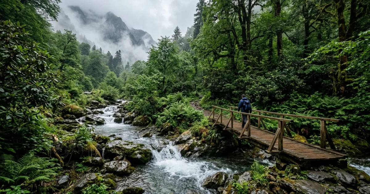 Lush misty rainforest and clear mountain river in Mtirala National Park Georgia