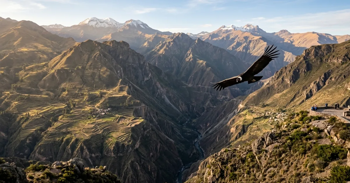 Panoramic view of Colca Canyon in Caylloma Province with an Andean condor in flight